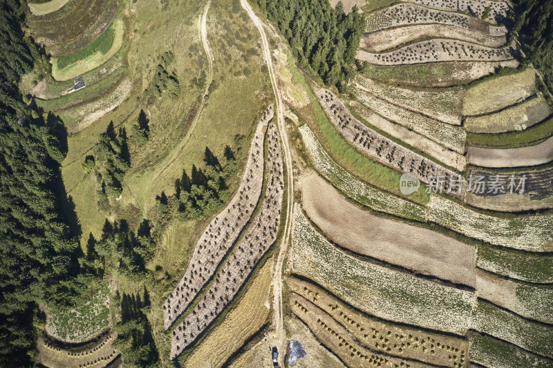 高山上的梯田