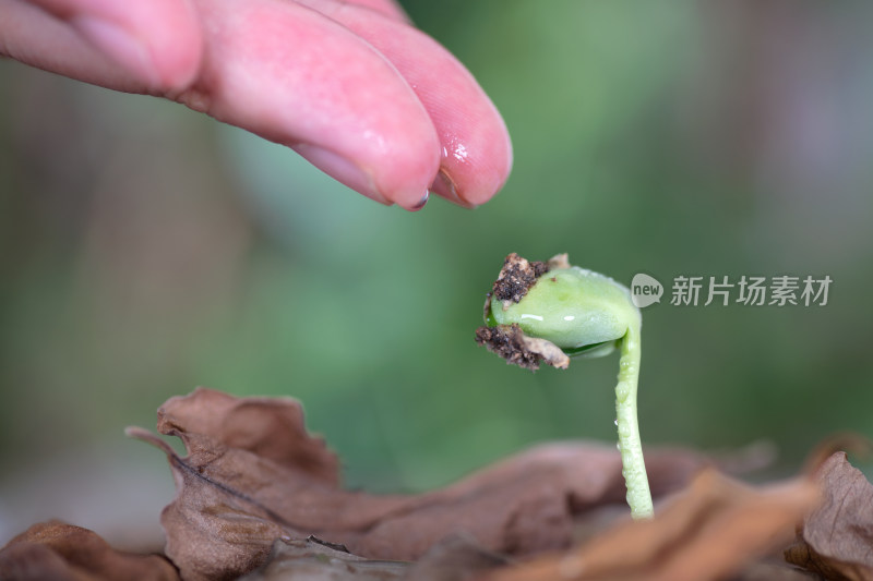 手在给枯叶里长出的嫩芽浇水