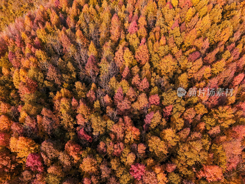 秋天秋叶秋景山林枫叶唯美