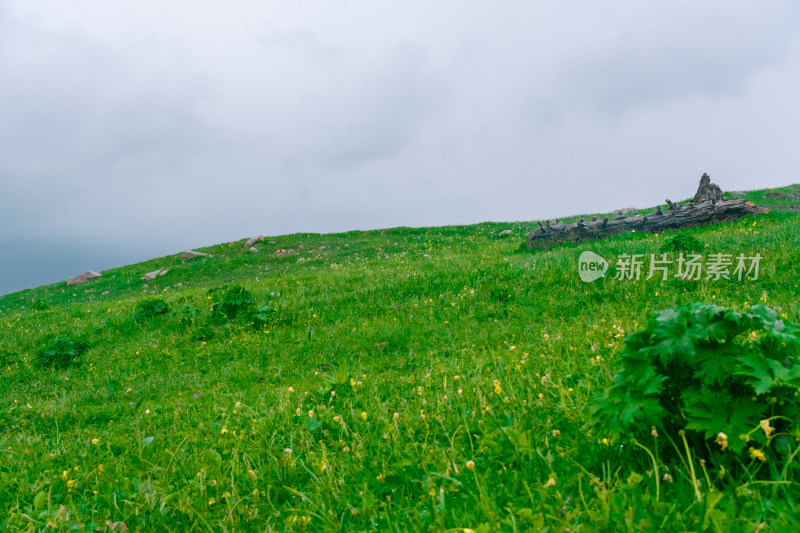 新疆伊犁那拉提草原风光