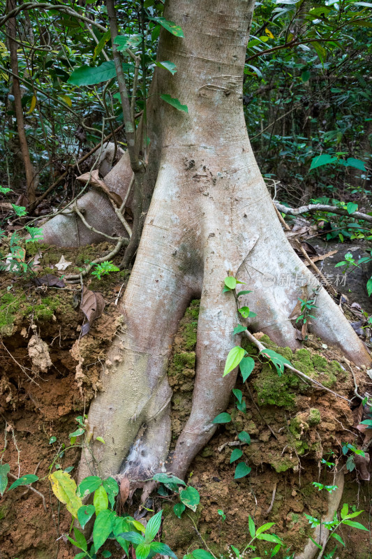 森林中露出地表的树根