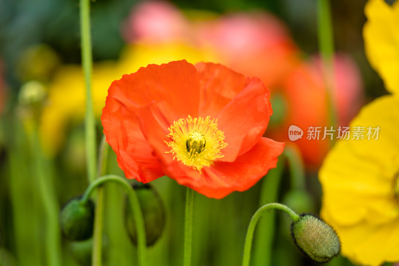 虞美人开花特写