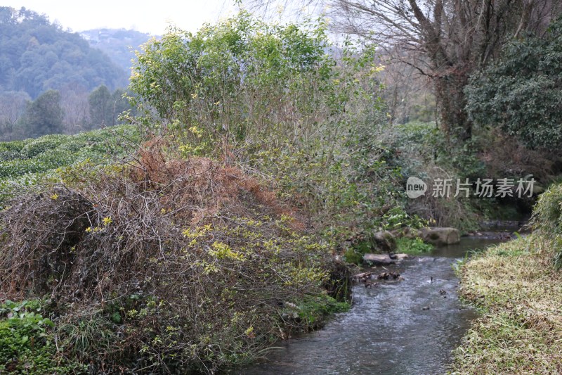 山间溪流旁的植被景观