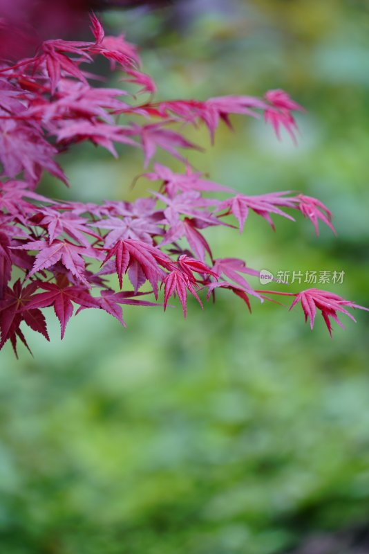 鲜花花朵花卉花树