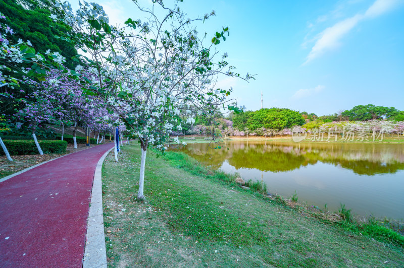 广州番禺大学城中心湖公园湖畔红色运动跑道