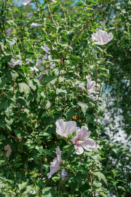 北京圆明园木槿花