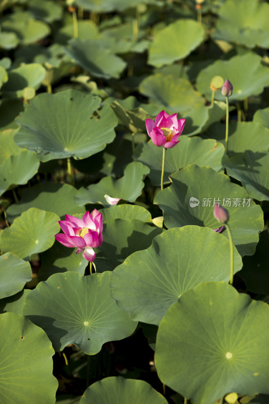 夏季公园荷塘荷叶丛中荷花特写