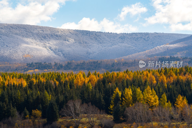 内蒙古山林多彩树木与覆雪山峰相映成趣