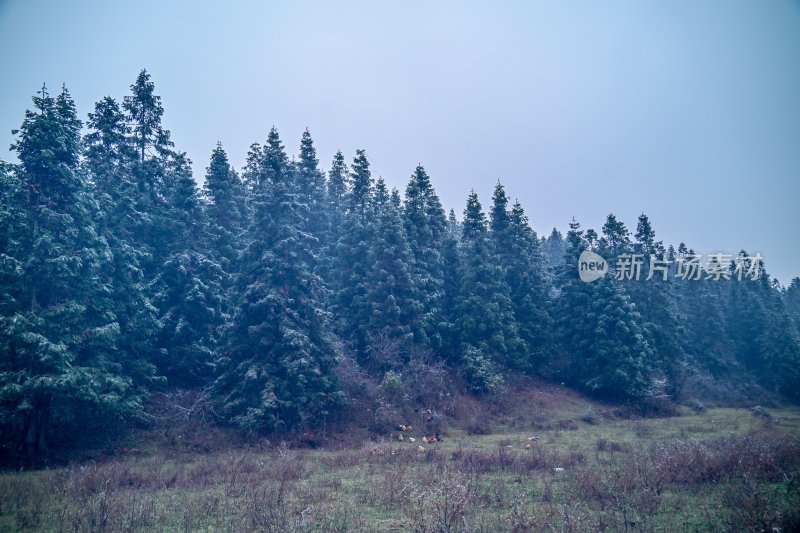 重庆酉阳：龙头山上冻雨“缀”美