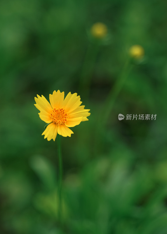 植物素材——金鸡菊