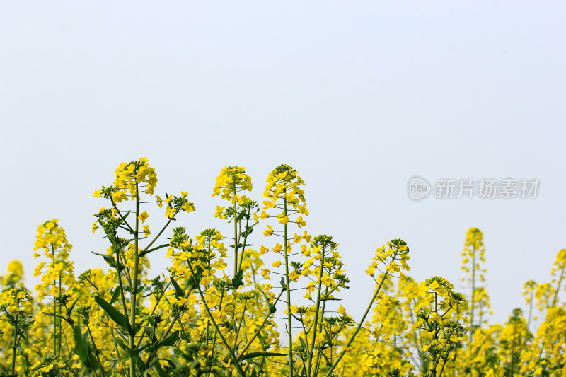 蓝色自然背景中的油菜花