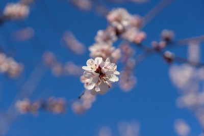 春天的桃花山桃花