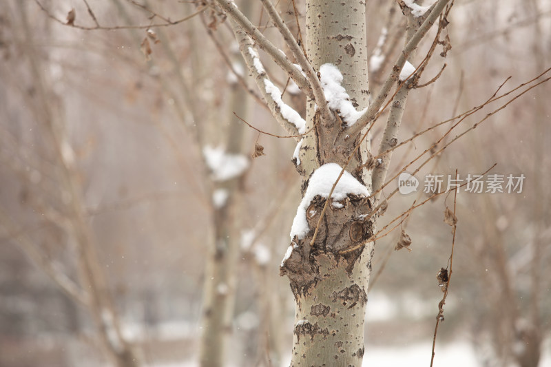 杨树和树上的积雪