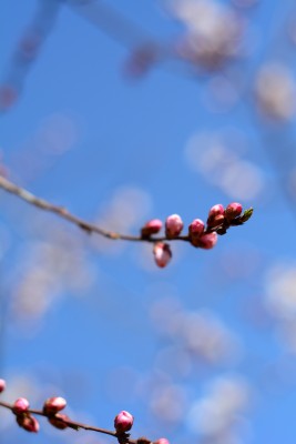 桃花花苞花蕊