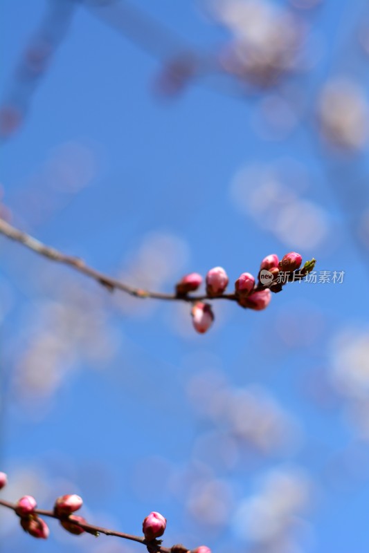 桃花花苞花蕊