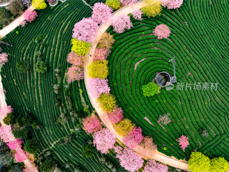 福建龙岩台品樱花院茶园樱花相映成趣照片