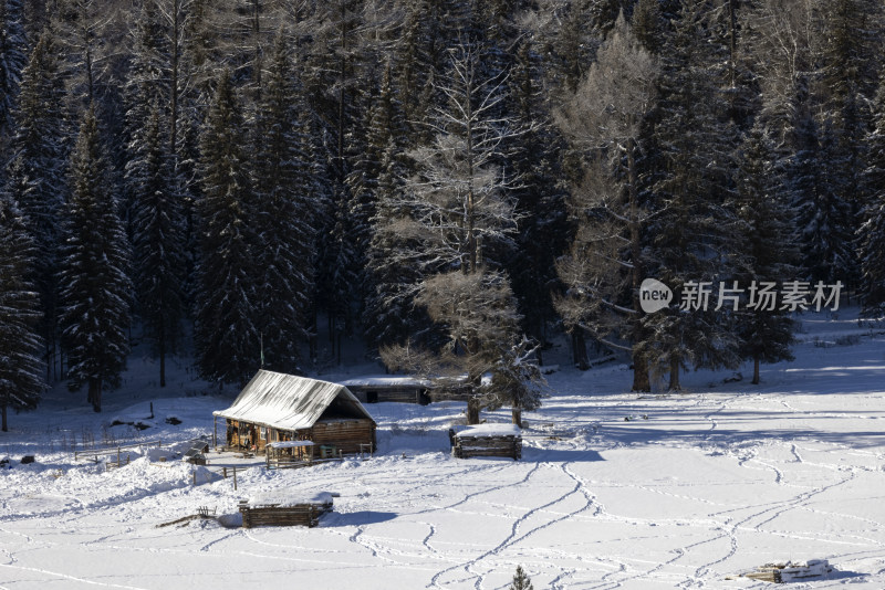 冬日新疆喀纳斯雪覆森林景观