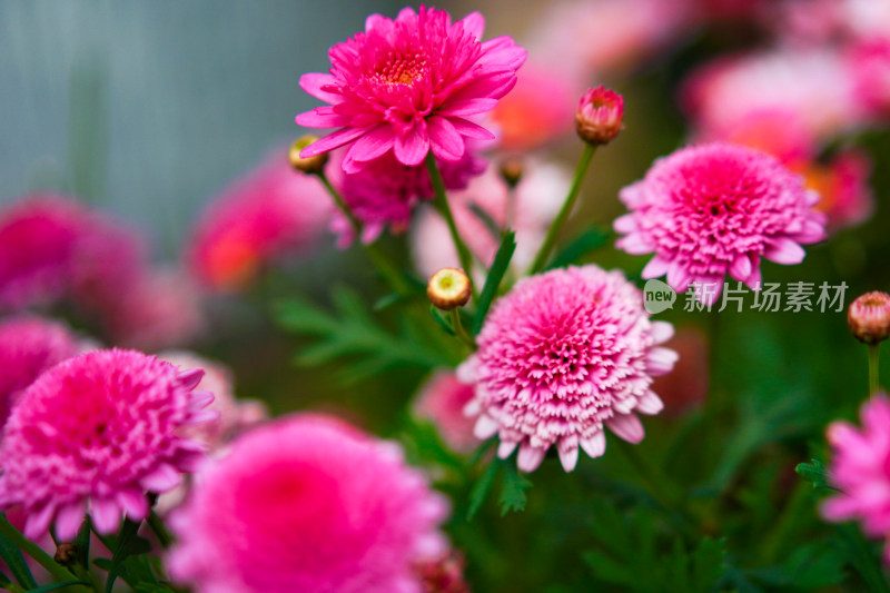 鲜艳粉色菊花特写