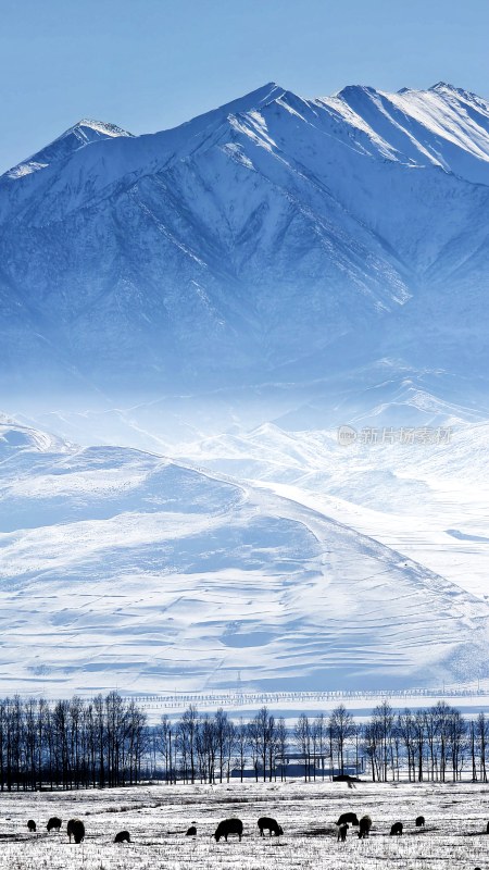 雪山下牧场中牲畜悠闲吃草的冬日景象