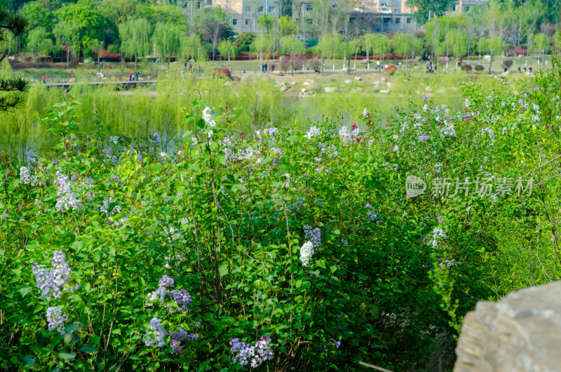 春天一丛丁香花