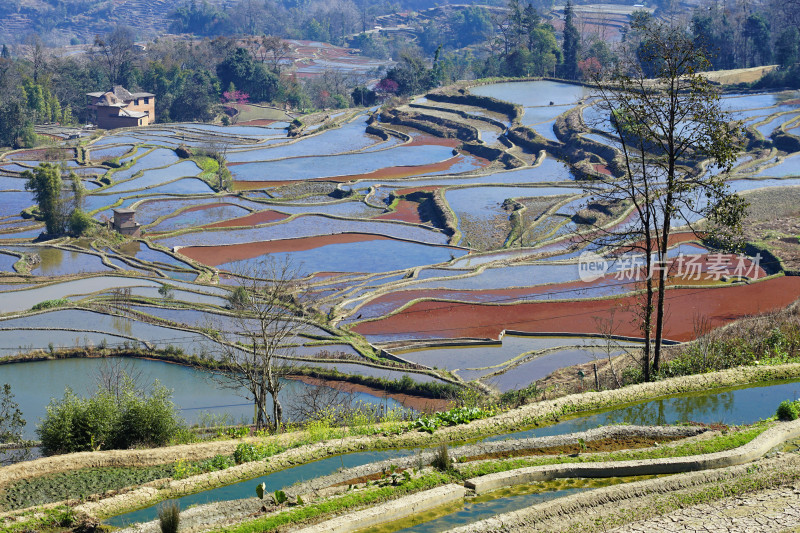 云南元阳梯田，灌水期，七彩梯田