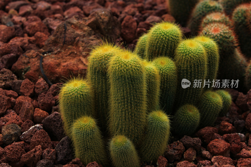 热带植物仙人球仙人掌特写