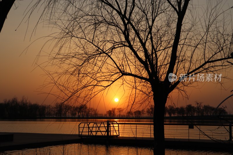 湖边柳树下的夕阳美景