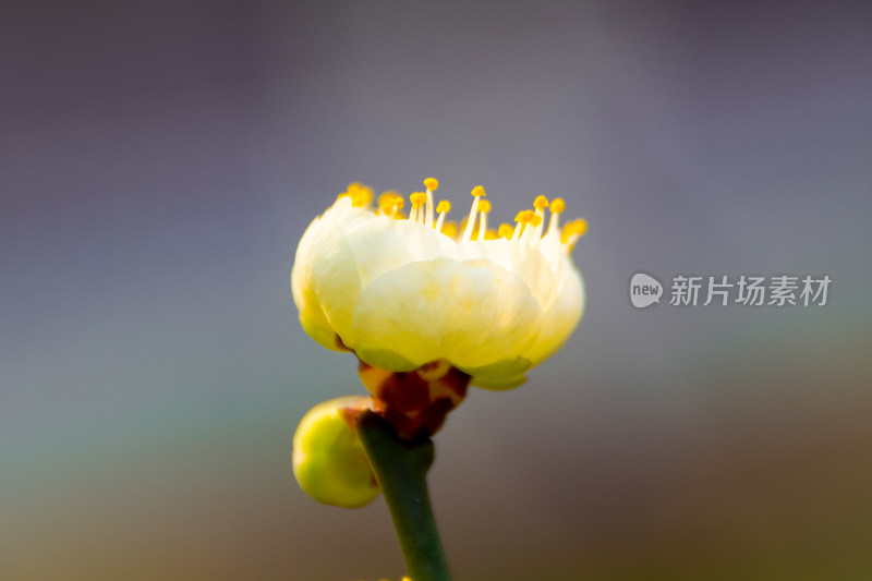 淡雅白色梅花近景