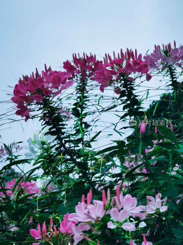 佛山市千灯湖公园醉蝶花花海