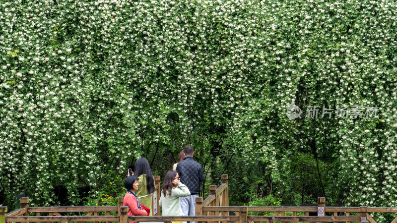 四川省成都植物园的木香花瀑布