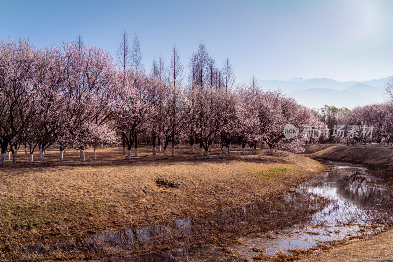 北京奥森公园桃花