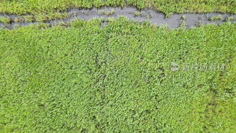 绿油油的植物草