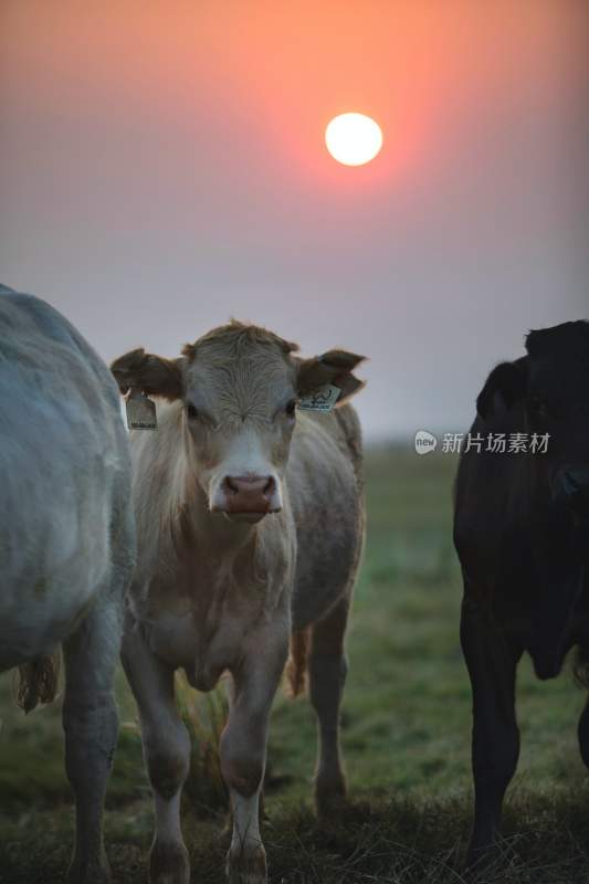 野生动物园野牛奶牛