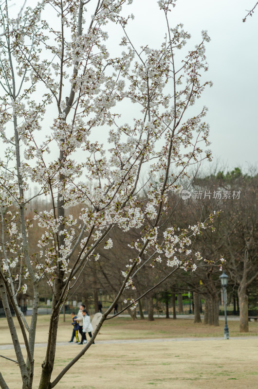 青岛中山公园初春樱花已经盛开