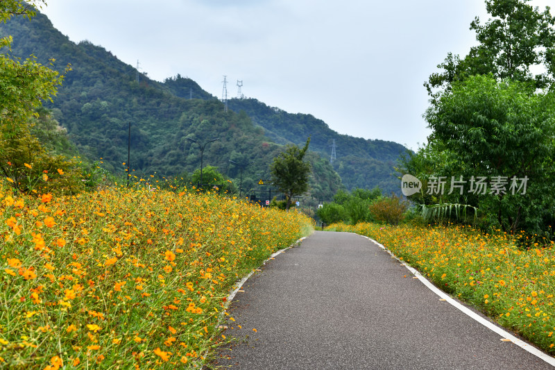 黄色小花小路