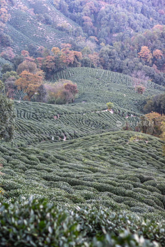 杭州龙井树十里锒铛茶园