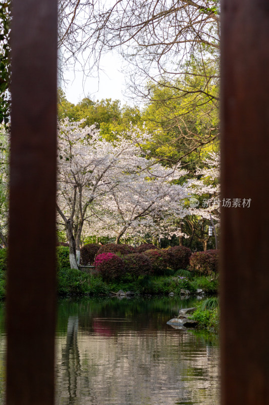 杭州曲院风荷透过围栏看湖畔盛开樱花