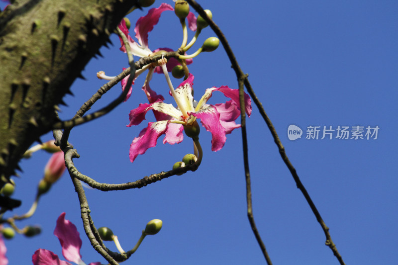 粉色花朵与花骨朵的枝头特写