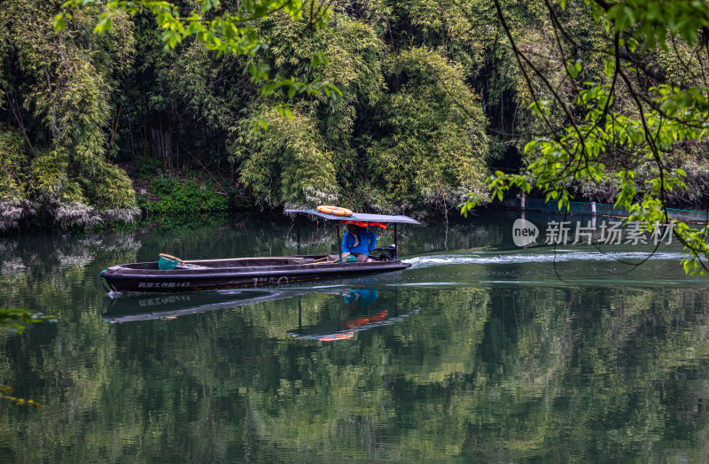 杭州西湖茅家埠黛色参天自然风景景观