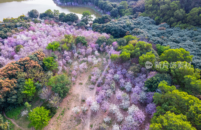 广州大夫山森林公园紫荆花与湖泊树林航拍