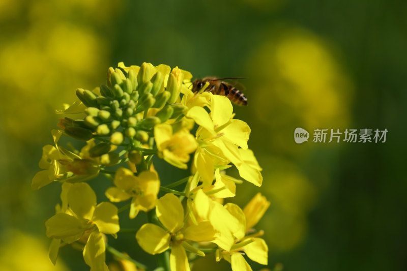 盛开的黄色油菜花