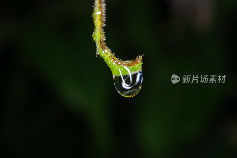 带水珠的植物茎部特写