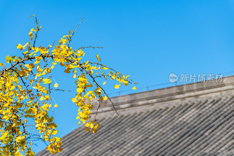 银杏树下的上海嘉定安亭老街菩提寺秋色景观