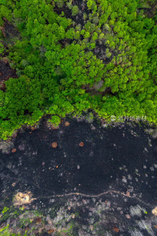 贵州毕节山火区域春天万物复苏