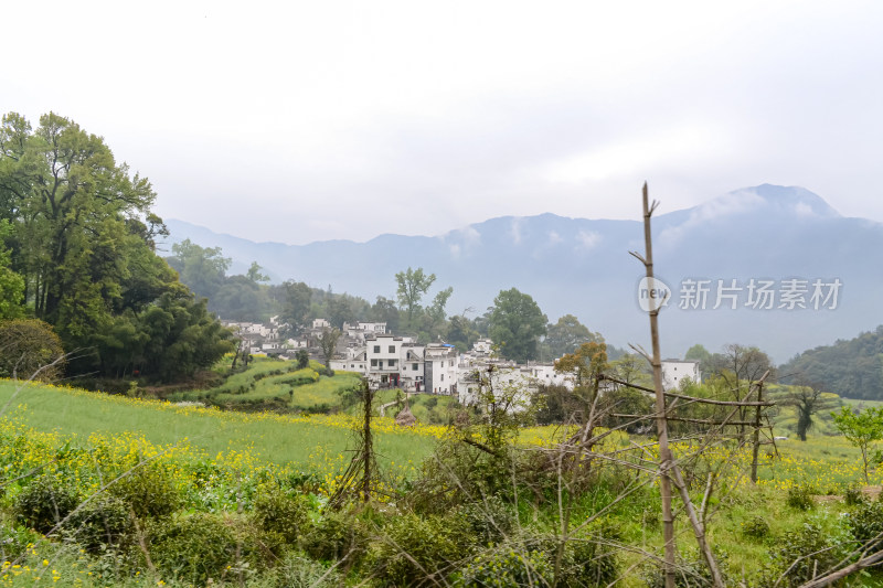 婺源梯田油菜花