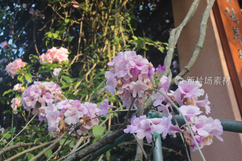 广东东莞：蒜香藤花开