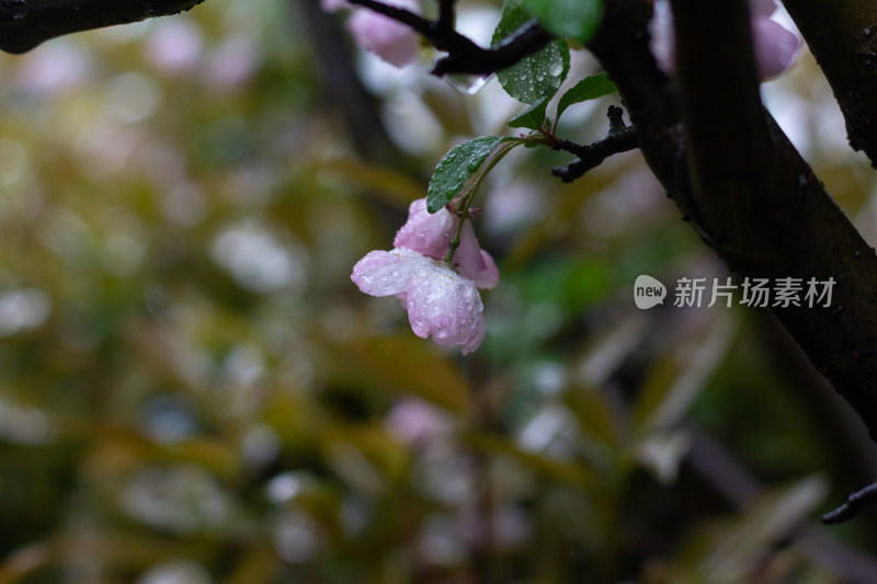 雨中的粉色海棠花素材