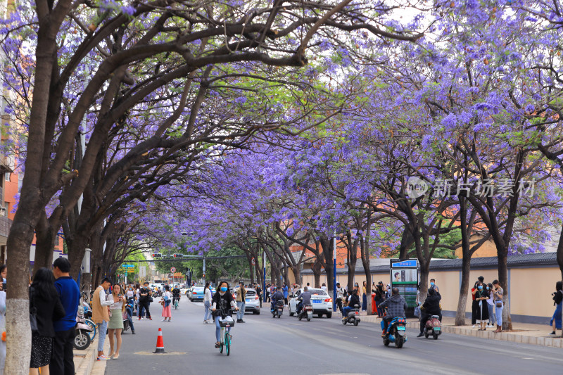 昆明蓝花楹 教场中路