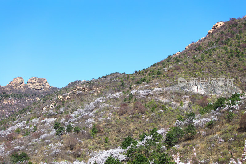 春天北京昌平大山里的山桃花