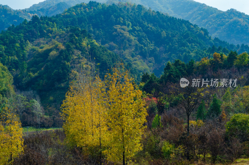 河南洛阳白云山风景区秋色